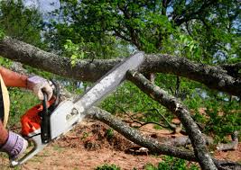 Trusted Athens, TX  Tree Services Experts