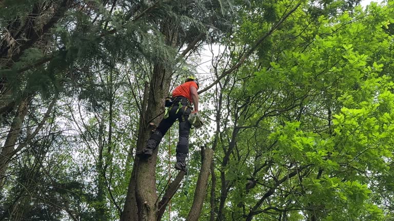 Best Utility Line Clearance  in Athens, TX