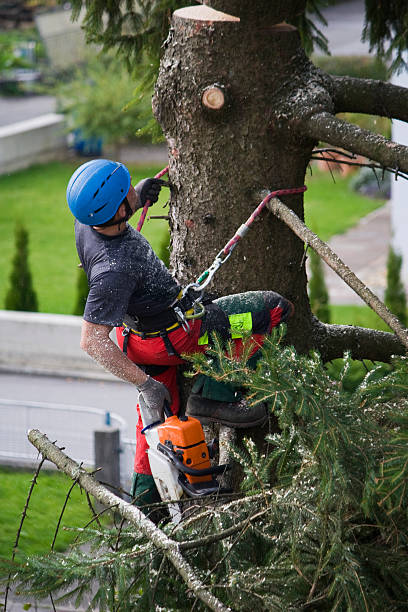 Best Weed Control Services  in Athens, TX