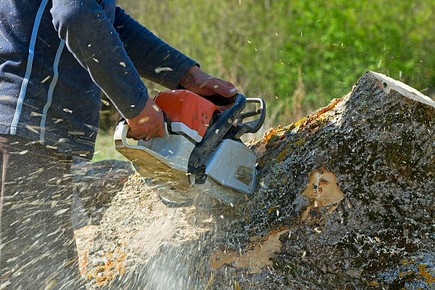 Why Choose Our Tree Removal Services in Athens, TX?